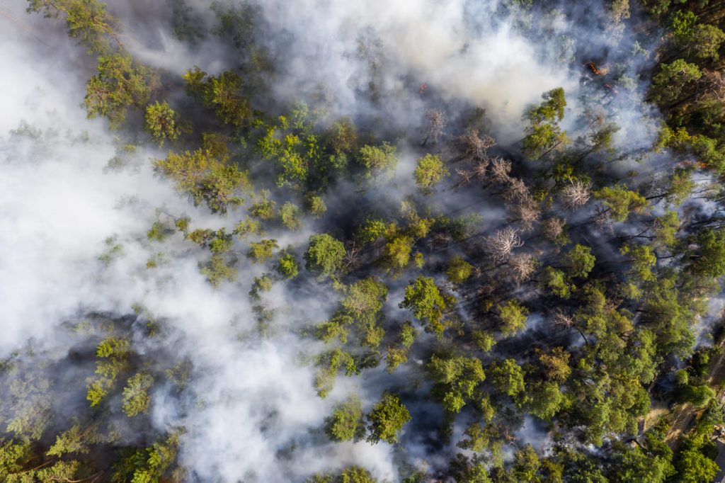 bosque incendiado desde arriba ecoansiedad