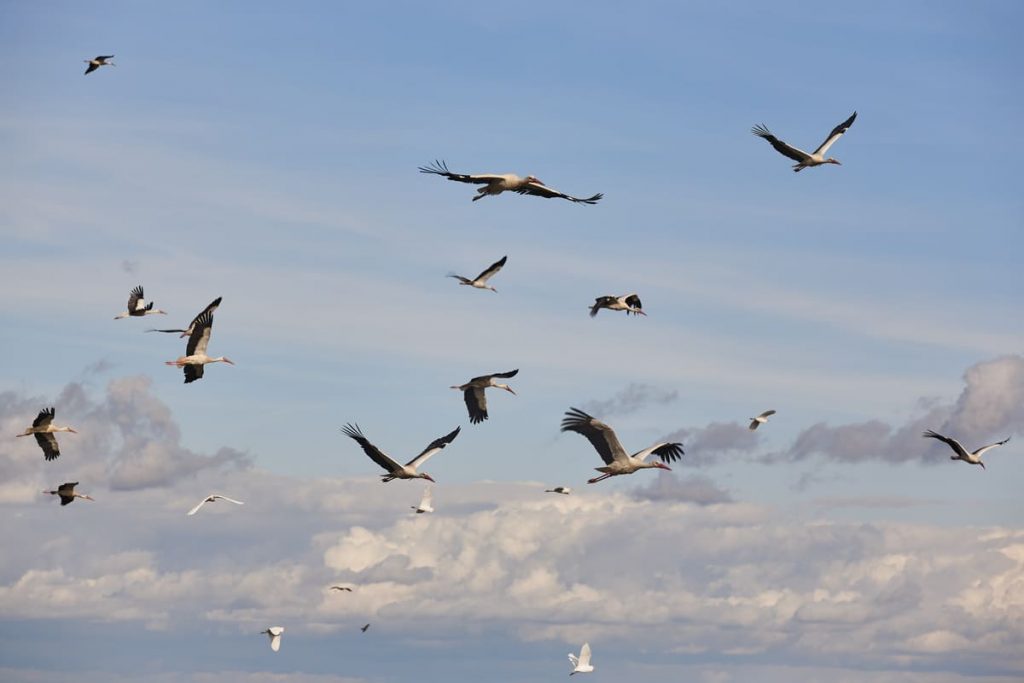 aves migrando por contaminación acústica soluciones
